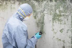 Best Black Mold Removal in Eleanor, WV